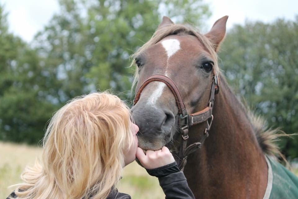 New Forest Adian  billede 15