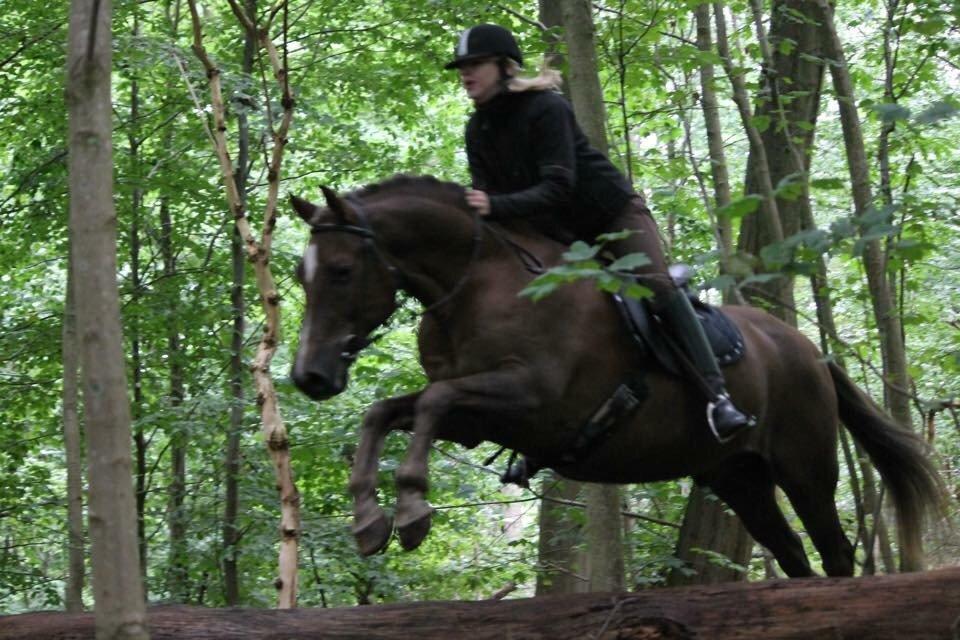 New Forest Adian  billede 3