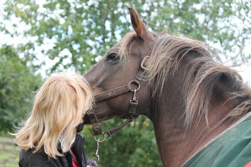 New Forest Adian  billede 19