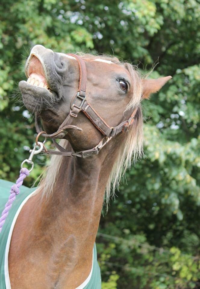 New Forest Adian  billede 20