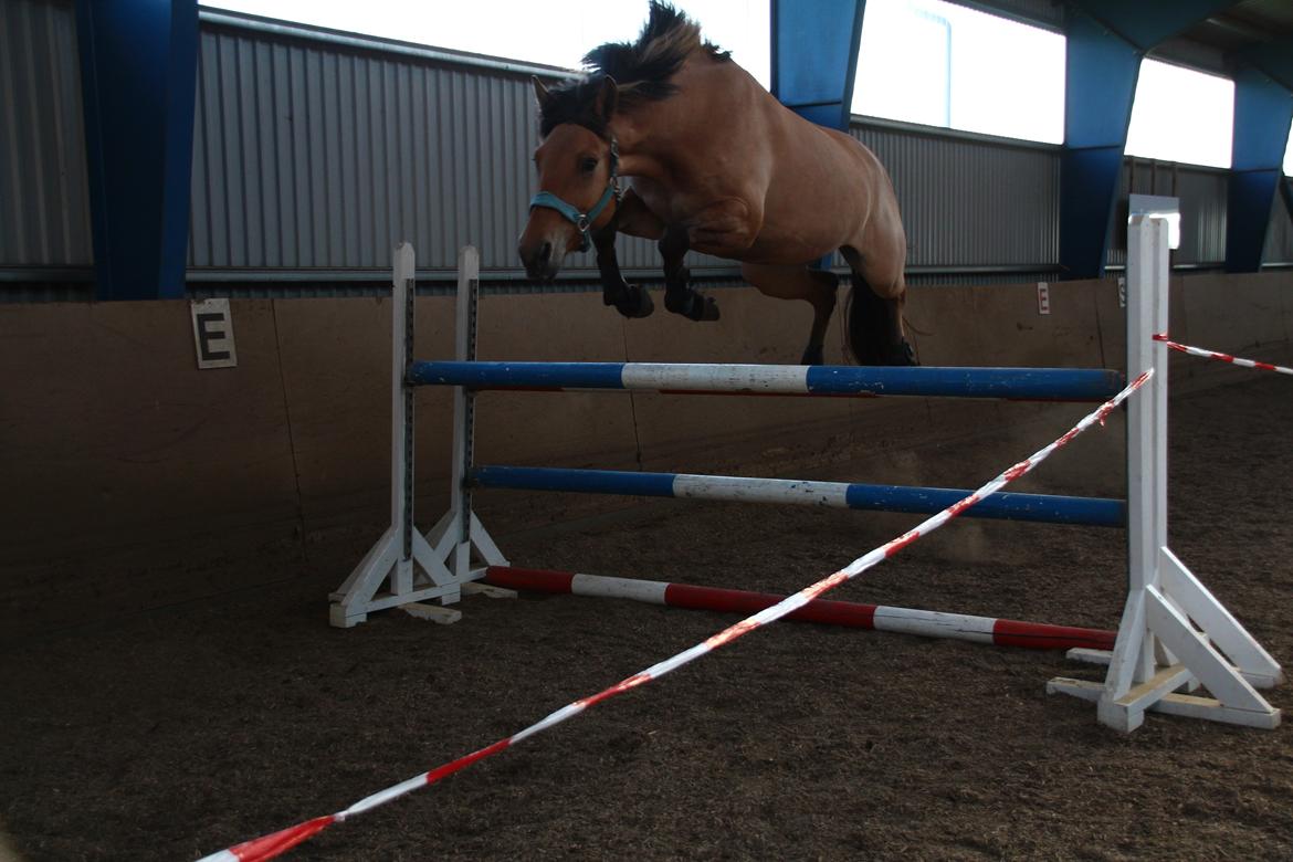 Anden særlig race Mon Chéri billede 27