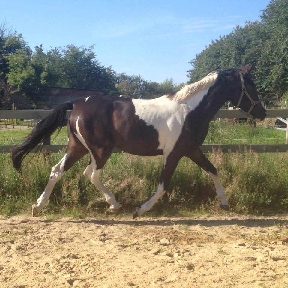 Pinto Rubins Dimarni billede 14