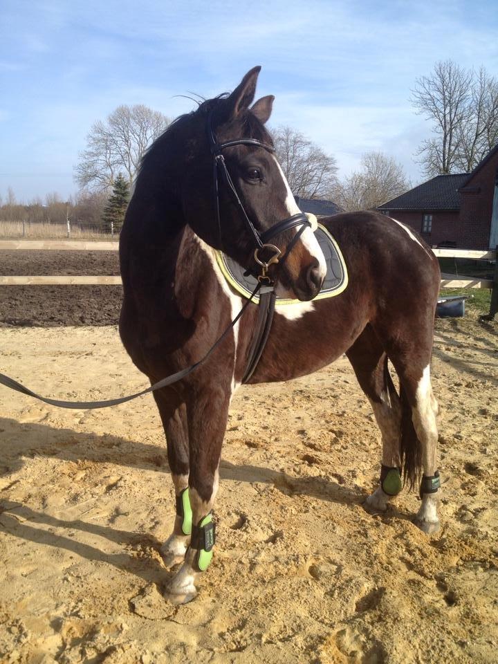 Pinto Rubins Dimarni billede 12