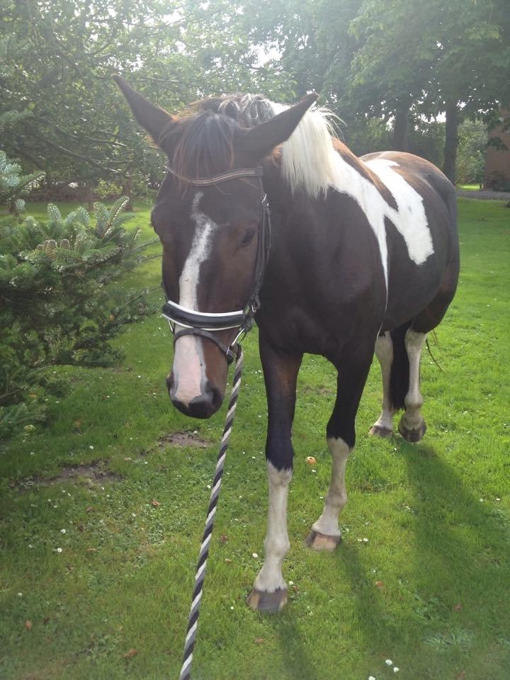 Pinto Rubins Dimarni billede 20