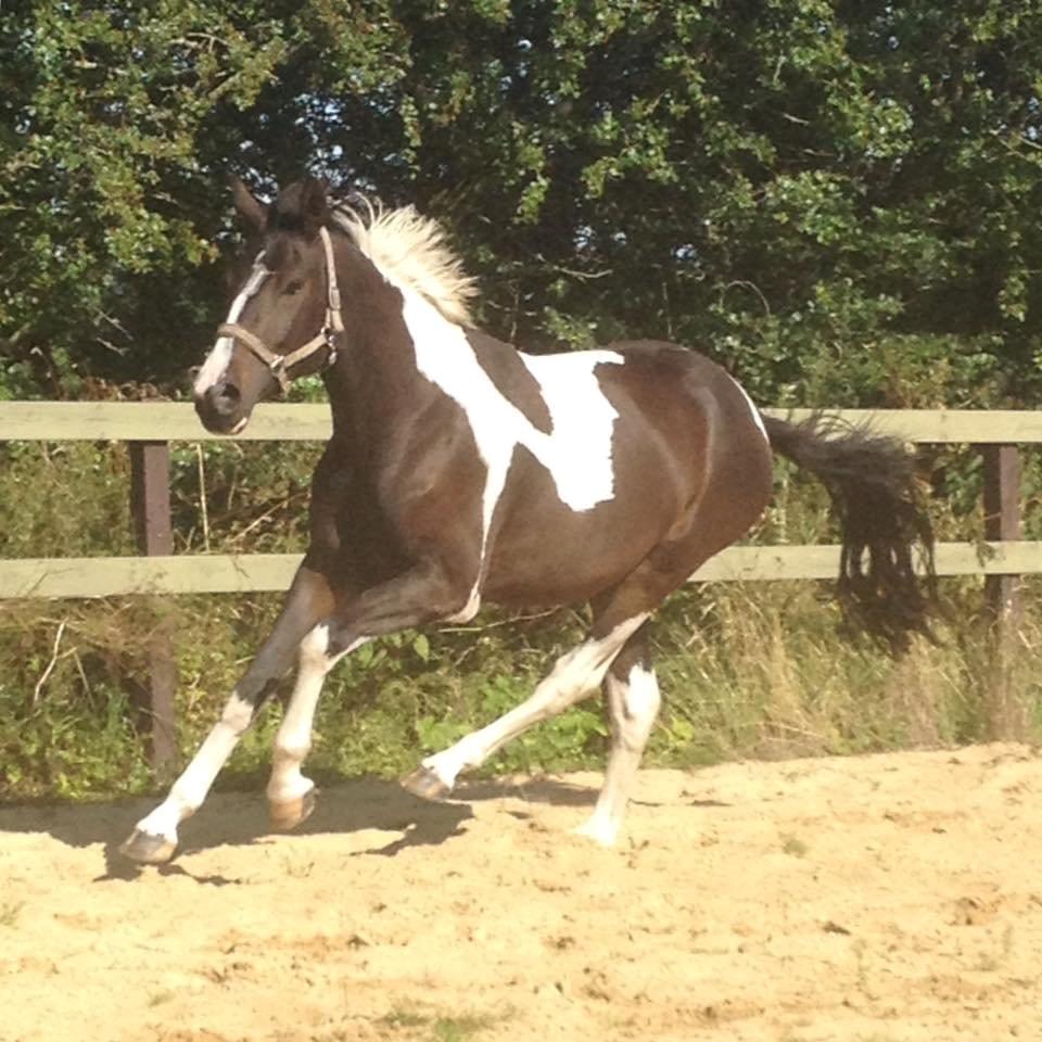 Pinto Rubins Dimarni billede 16