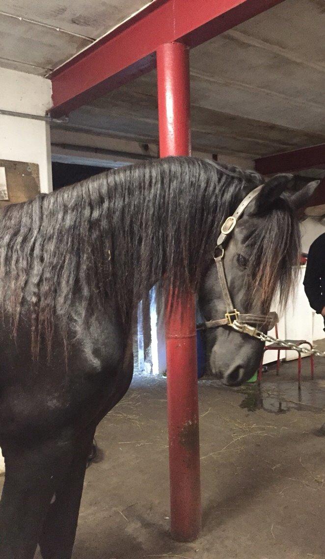 Frieser Oege S billede 16