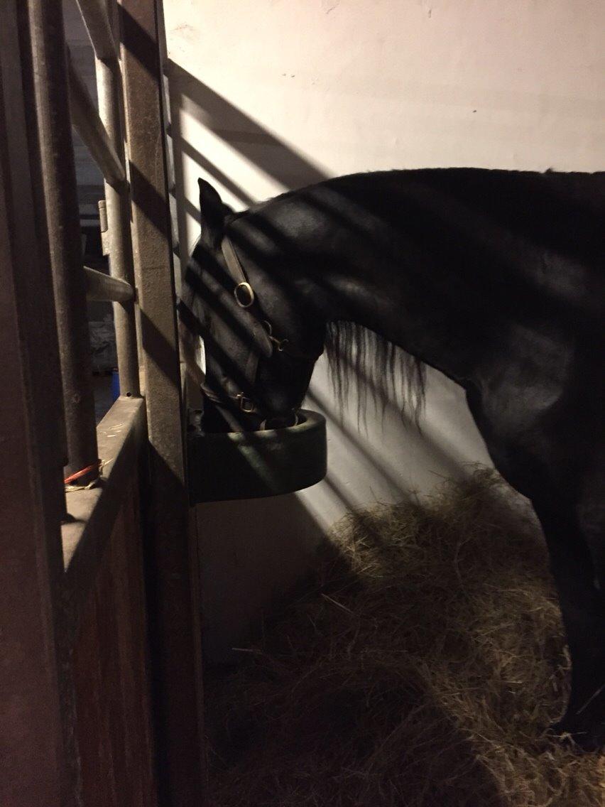 Frieser Oege S billede 17