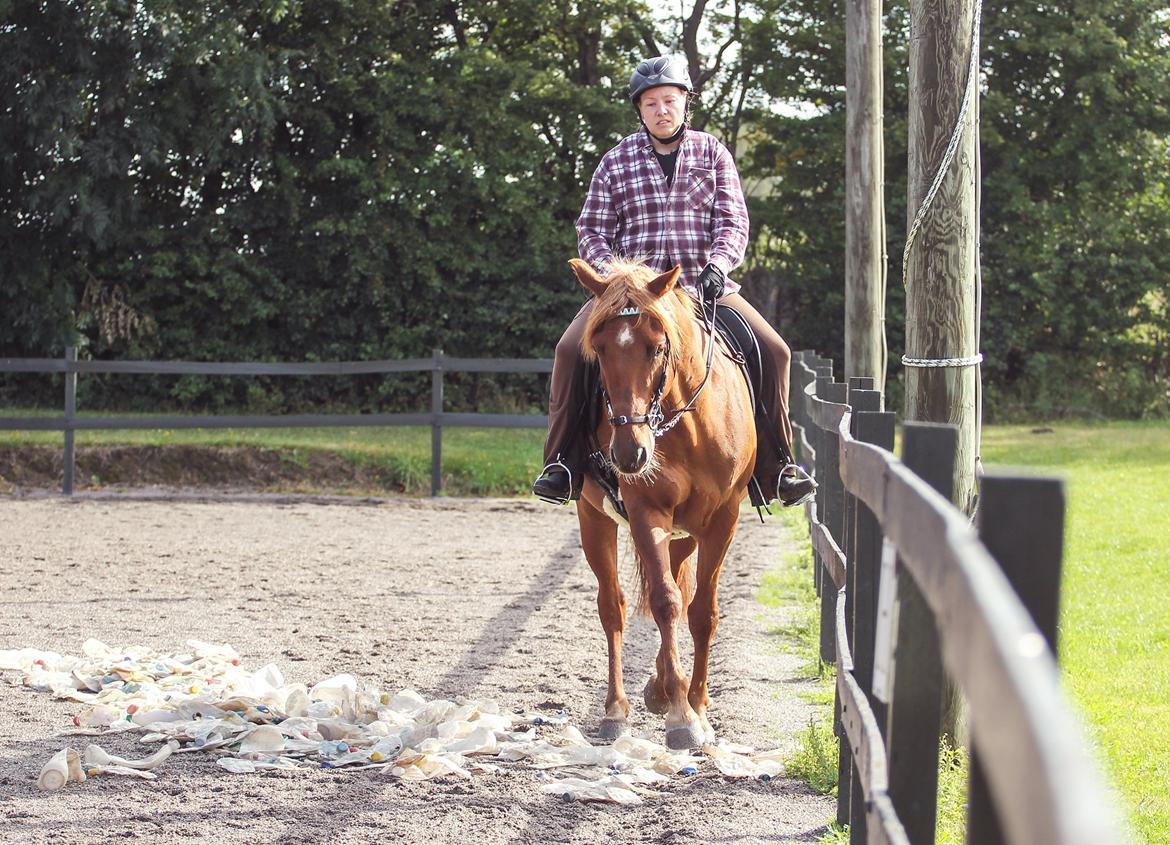 Palomino Pedro de la rosa billede 6