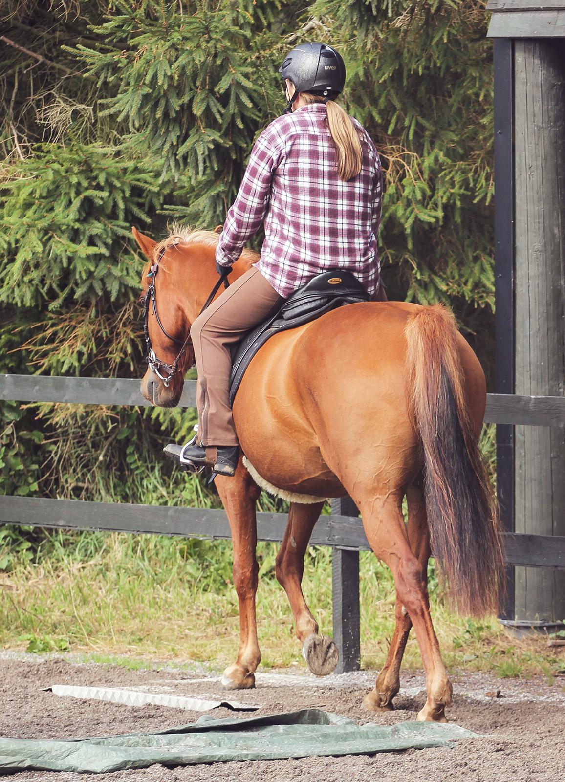 Palomino Pedro de la rosa billede 4