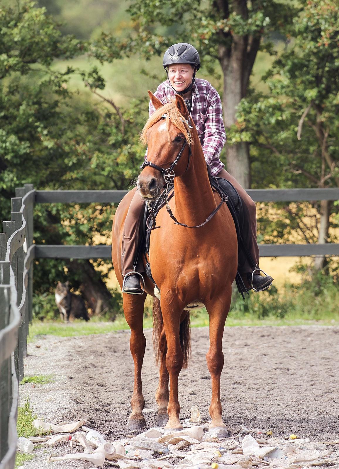 Palomino Pedro de la rosa billede 1