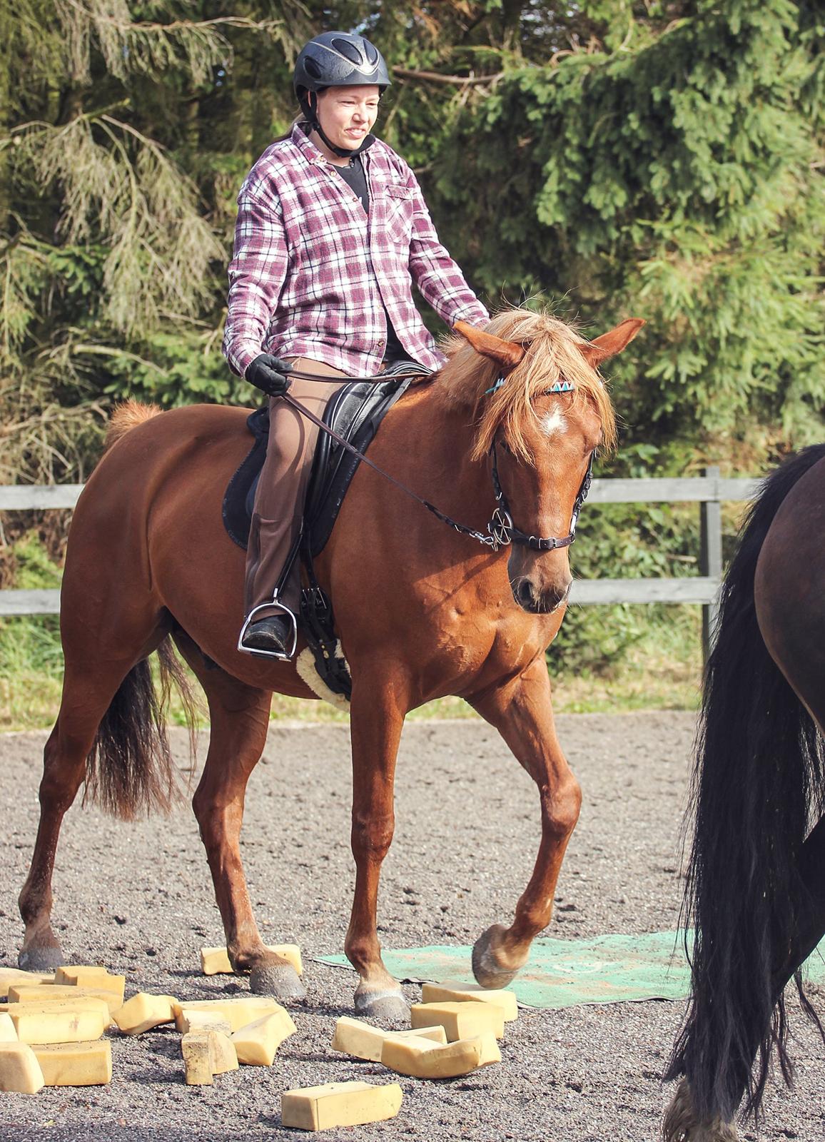 Palomino Pedro de la rosa billede 2