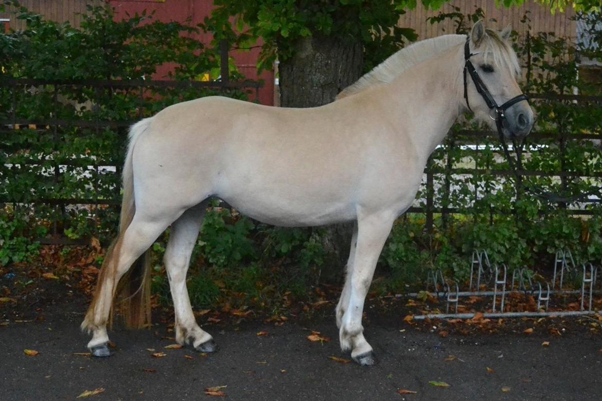 Fjordhest Hjorthøj's Tro billede 6