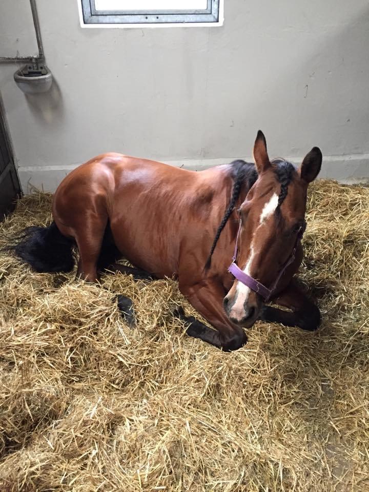 Quarter Tag This Chic - Det er hårdt at være til landsholdstræning! billede 15