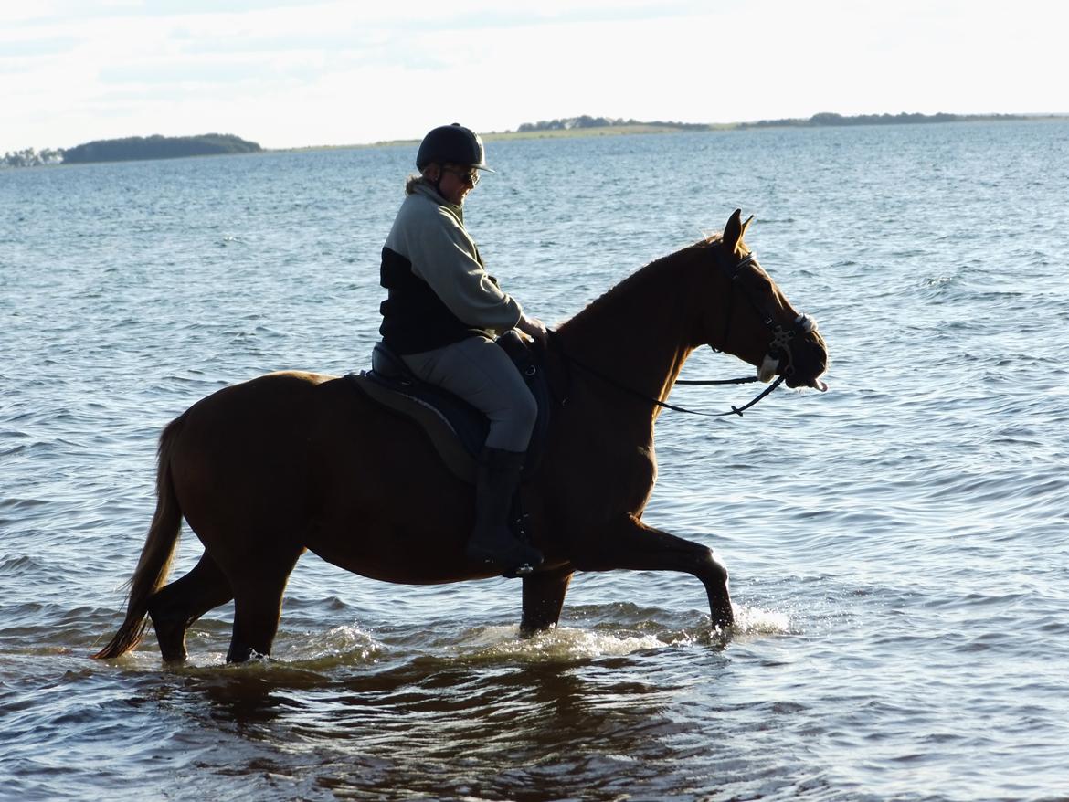 Palomino Brogaards shooting star - d.7/9-15 anden gang star er ved vandet og hun elsker det <3 billede 40