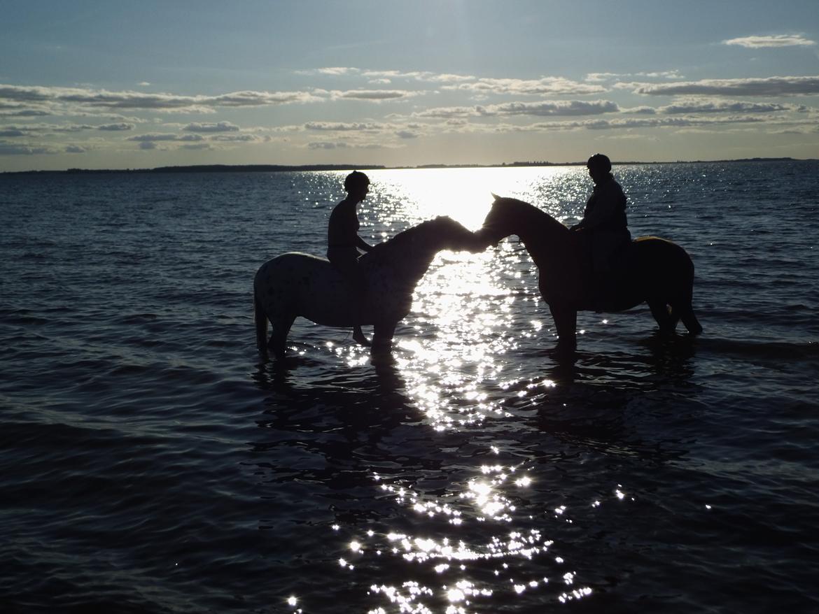 Palomino Brogaards shooting star - d.7/9-15 anden gang star er ved vandet og hun elsker det <3 billede 3