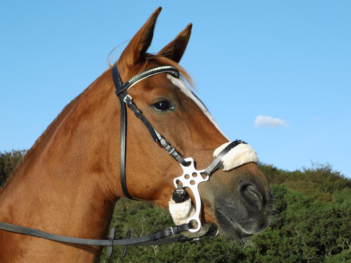 Palomino Brogaards shooting star - d.7/9-15 anden gang star er ved vandet og hun elsker det <3 billede 16