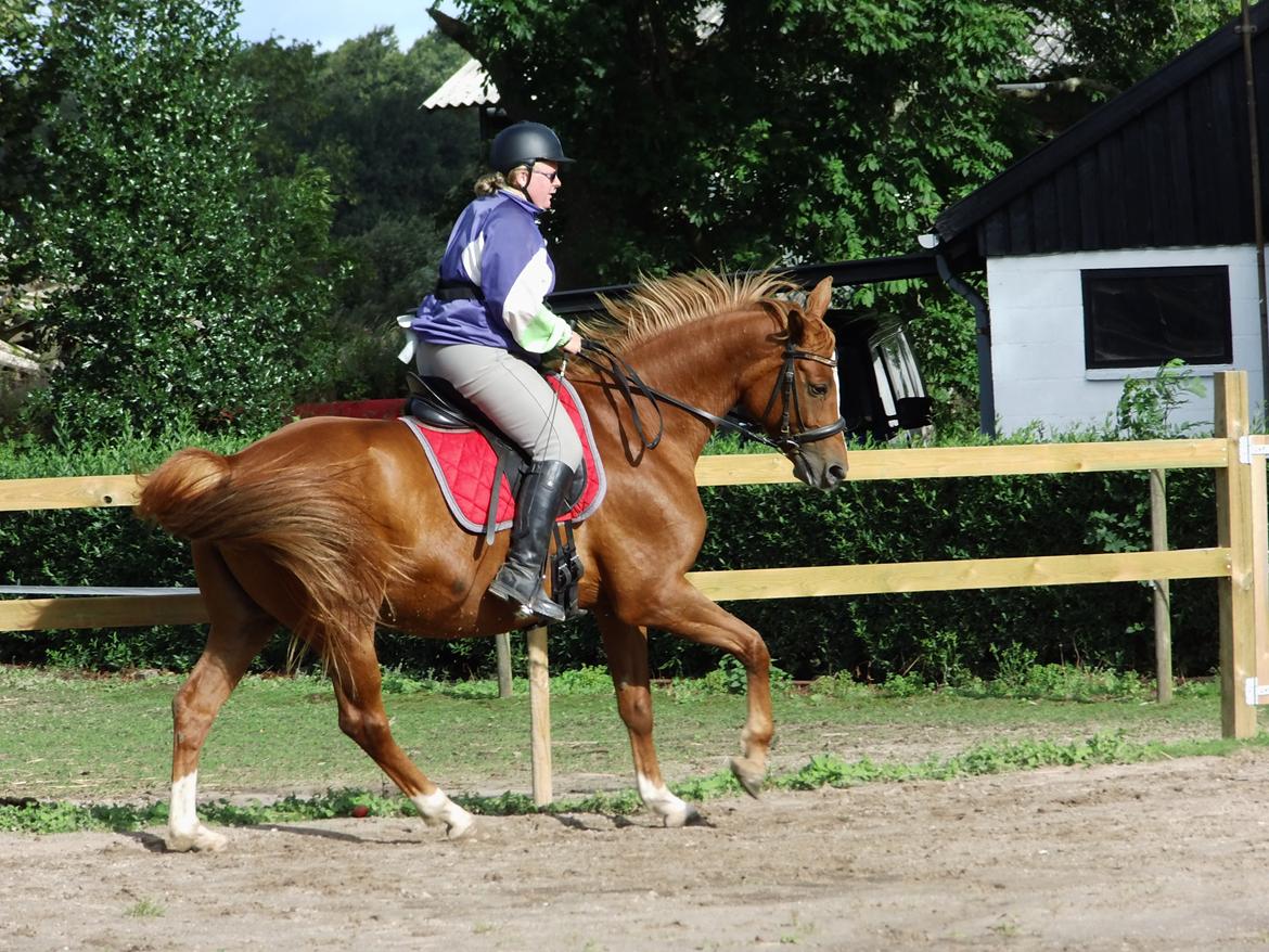 Palomino Brogaards shooting star - d.2/9-2015 undervisning af Marie for 5gang, Star er bare bedre gang for gang, en sand stjerne <3 billede 47