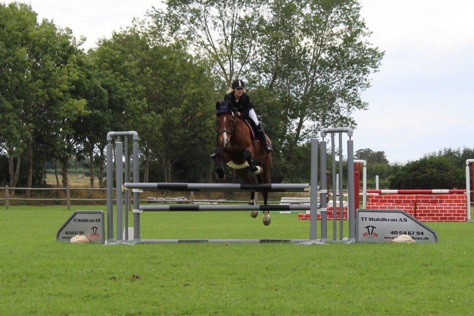 Hollandsk Varmblod Umarla billede 17