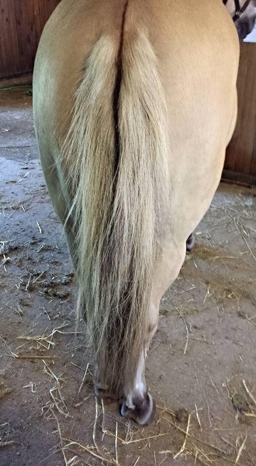 Fjordhest Mia HR billede 5