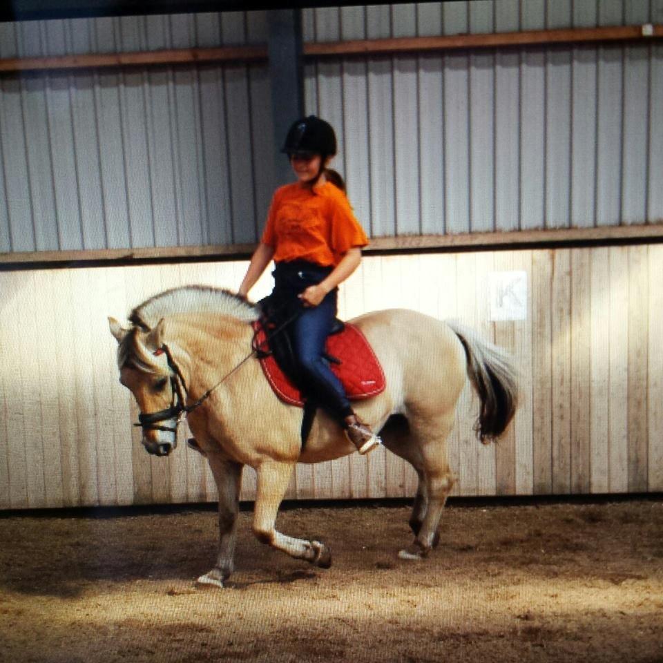 Fjordhest Mia HR billede 20