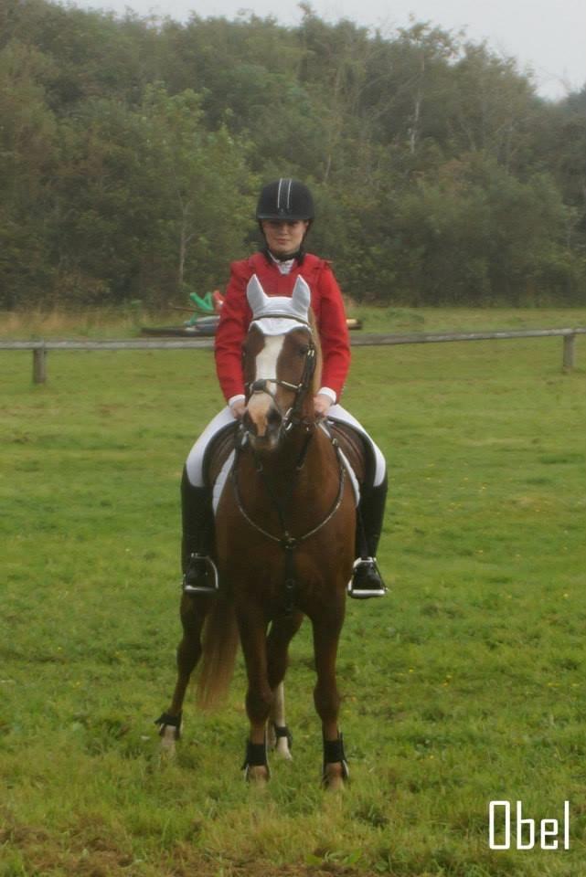 Anden særlig race Hanna Montana billede 2