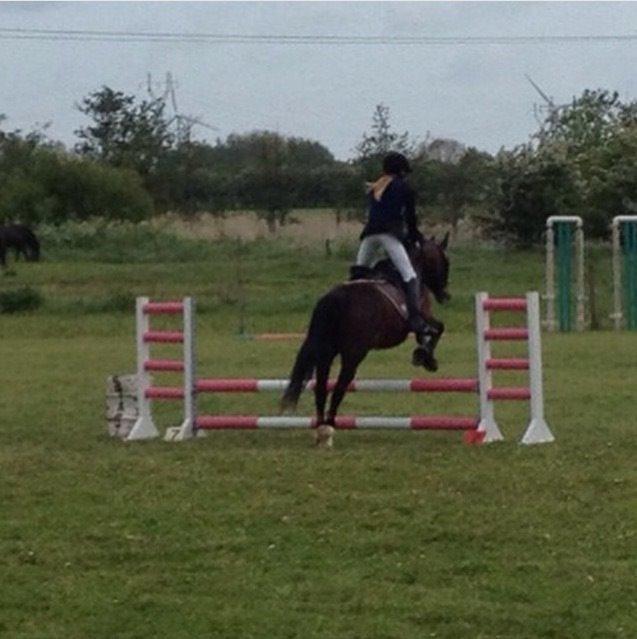 Welsh Cob (sec D) Velvet billede 2