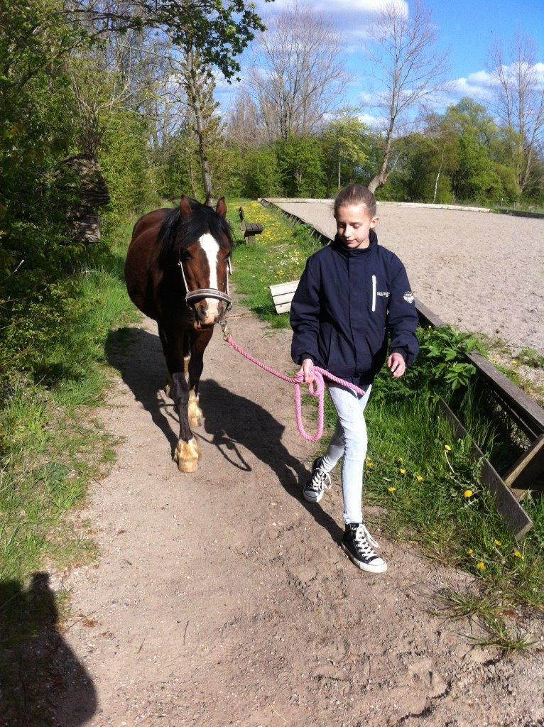 Welsh Cob (sec D) Velvet billede 7