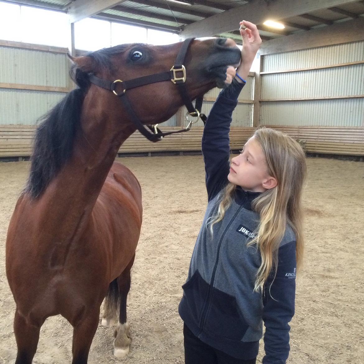 Welsh Cob (sec D) Velvet billede 8