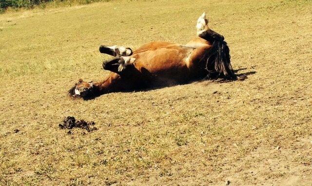 Welsh Cob (sec D) Velvet billede 9