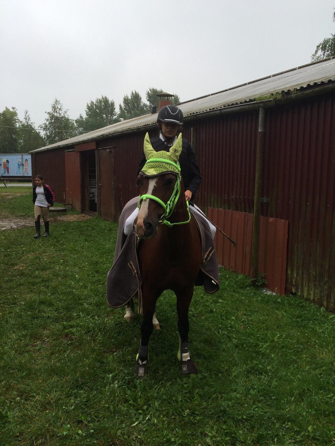 Welsh Cob (sec D) Velvet billede 11