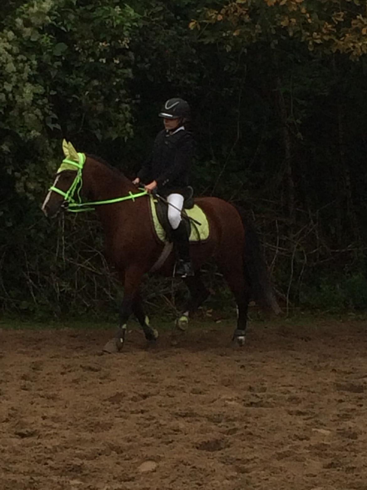 Welsh Cob (sec D) Velvet billede 12