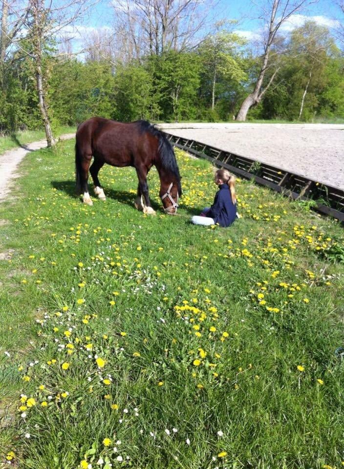 Welsh Cob (sec D) Velvet billede 14