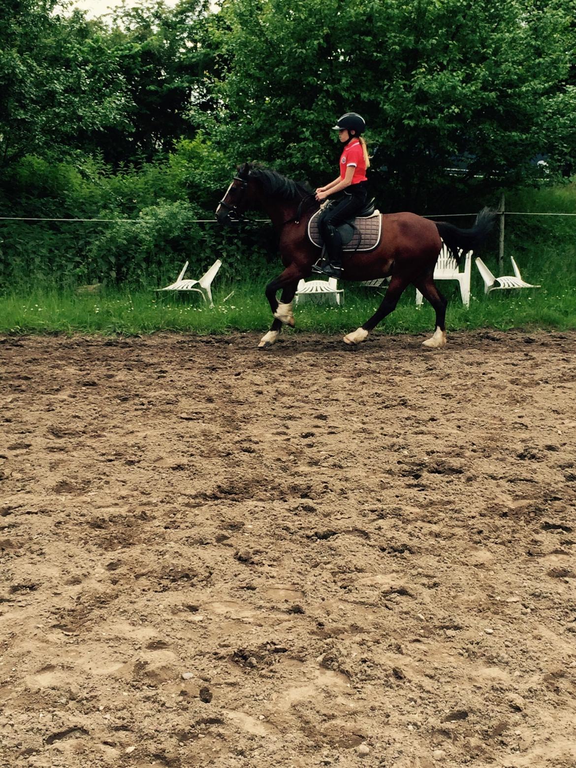 Welsh Cob (sec D) Velvet billede 6