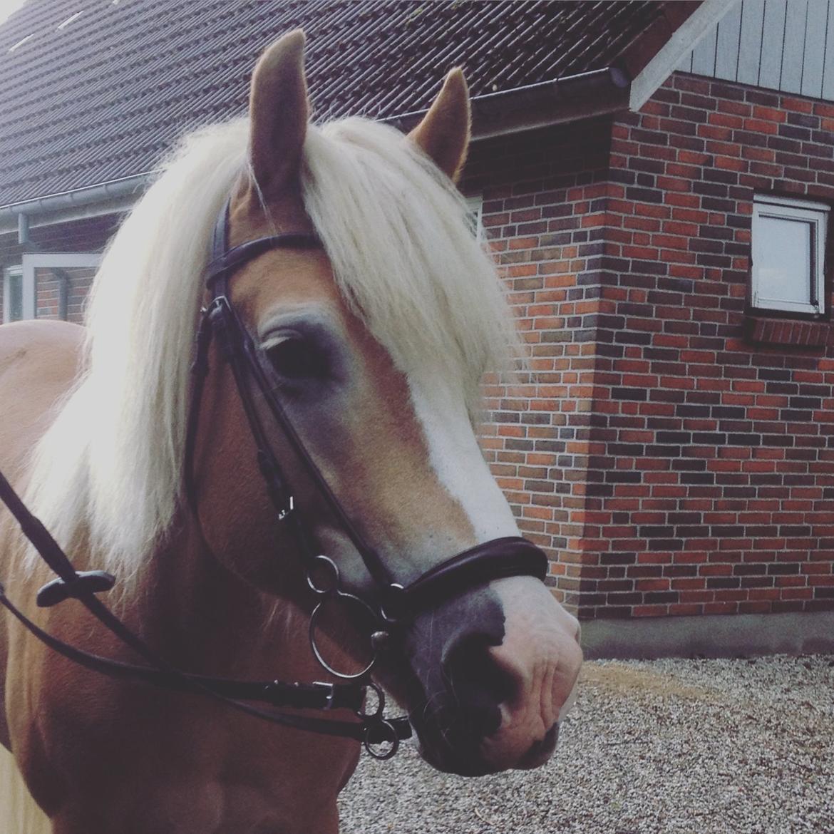 Haflinger Leris billede 1