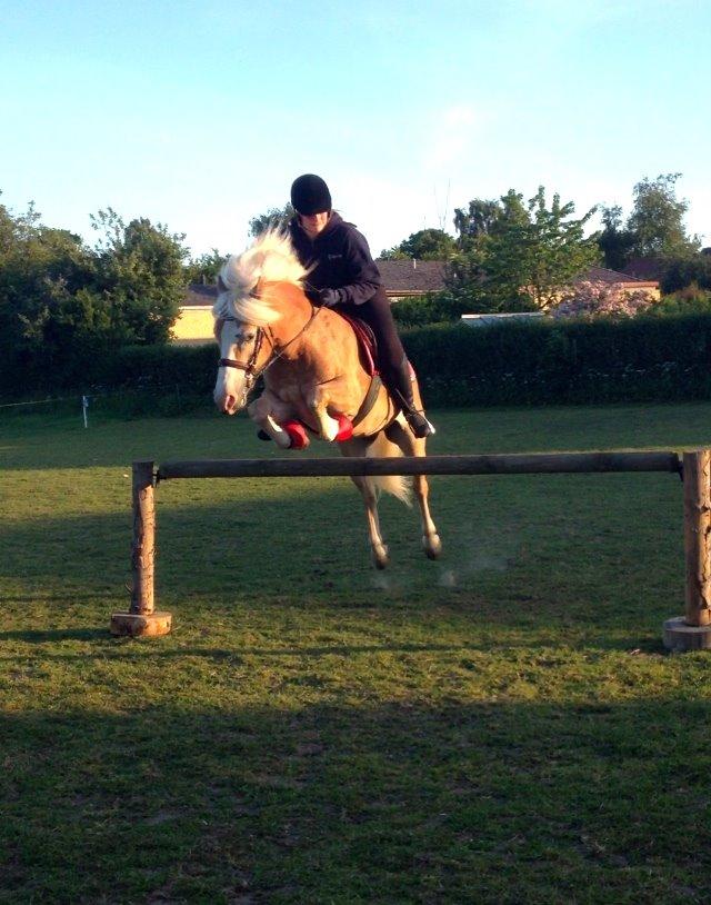 Haflinger Leris billede 19