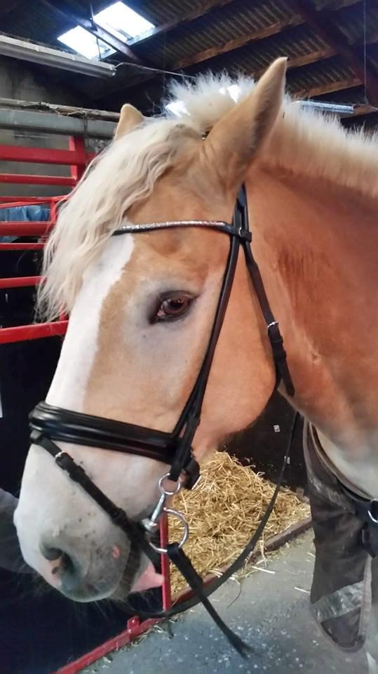 Haflinger Altros van de "kruusdellen" billede 6