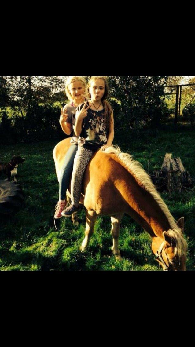 Haflinger Tessie (Tess) billede 2