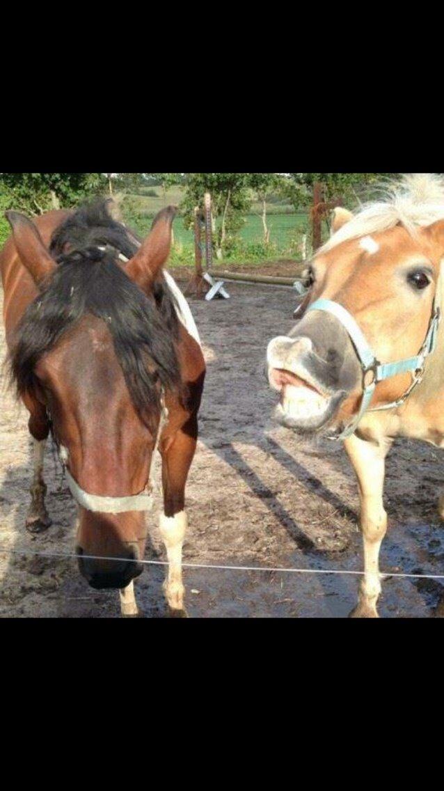 Haflinger Tessie (Tess) billede 1