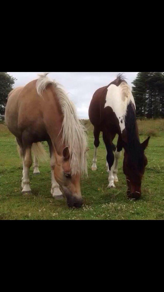 Haflinger Tessie (Tess) billede 3