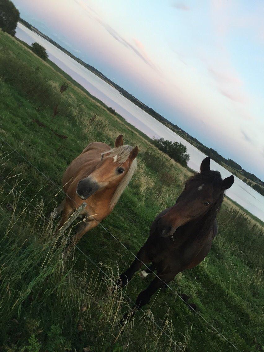 Haflinger Tessie (Tess) billede 5