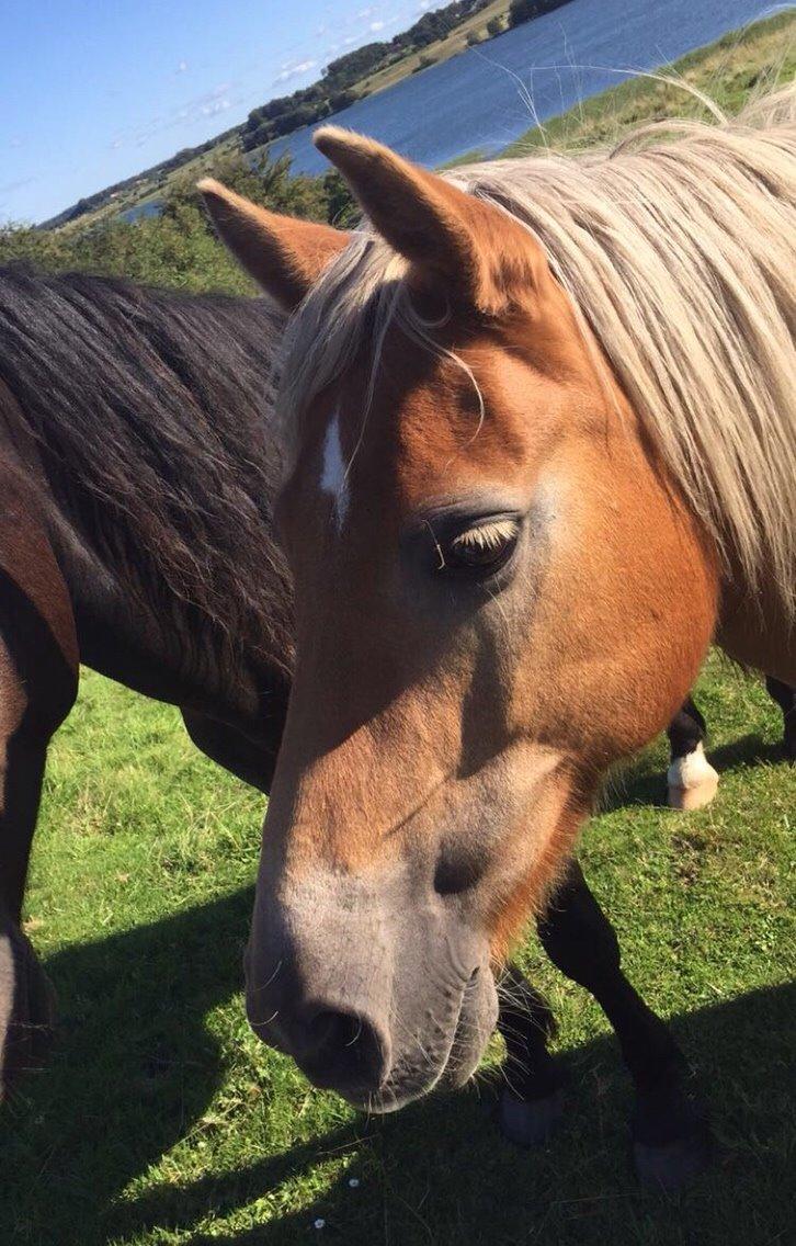 Haflinger Tessie (Tess) billede 4