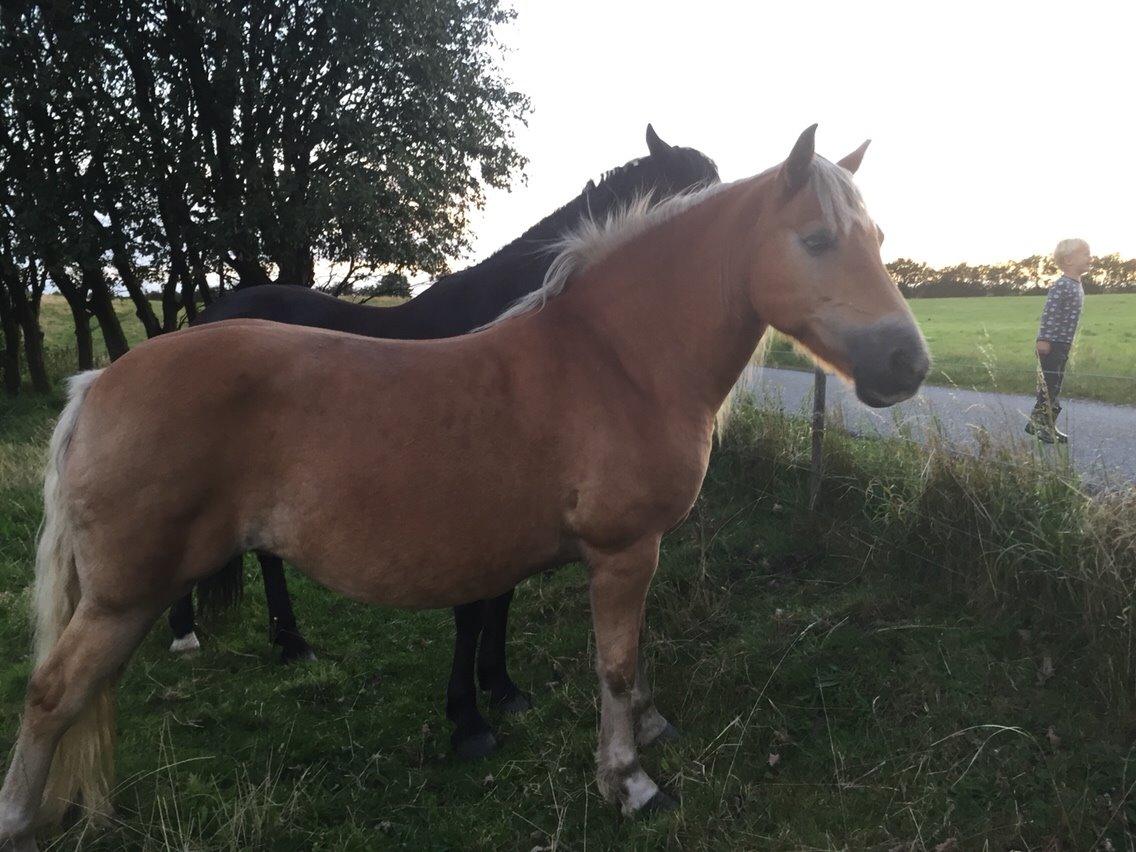 Haflinger Tessie (Tess) billede 6
