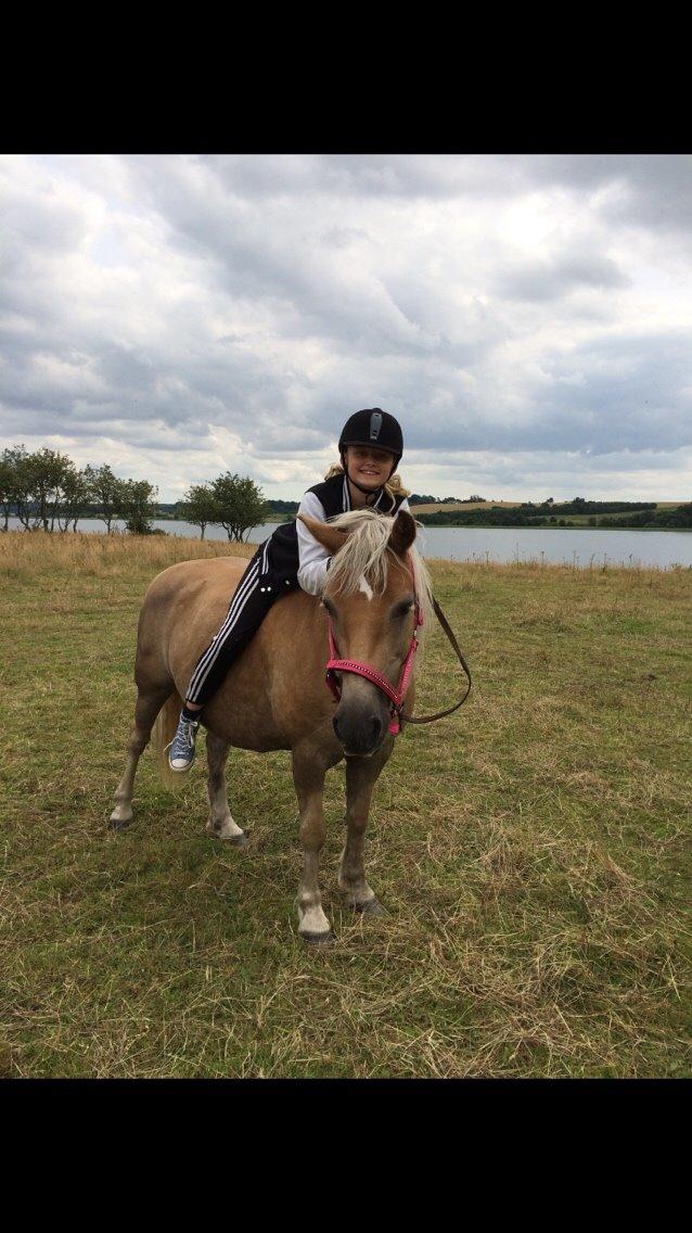 Haflinger Tessie (Tess) billede 7