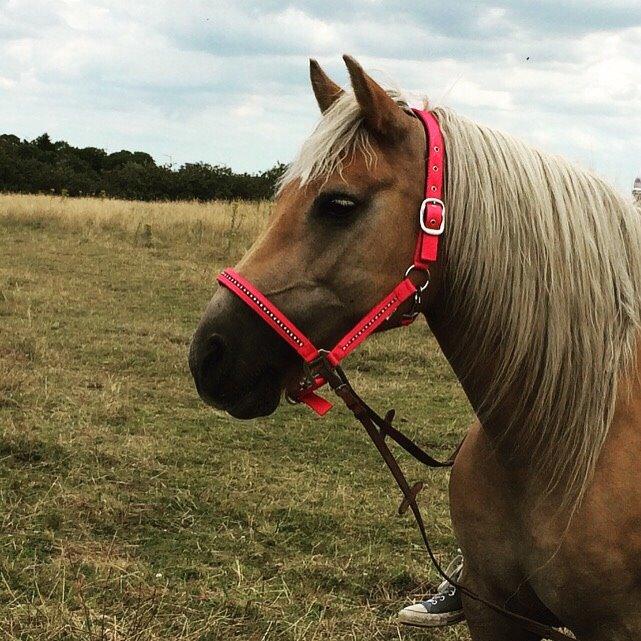 Haflinger Tessie (Tess) billede 9