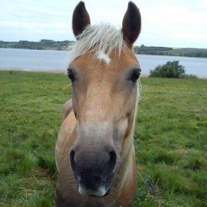 Haflinger Tessie (Tess) billede 11