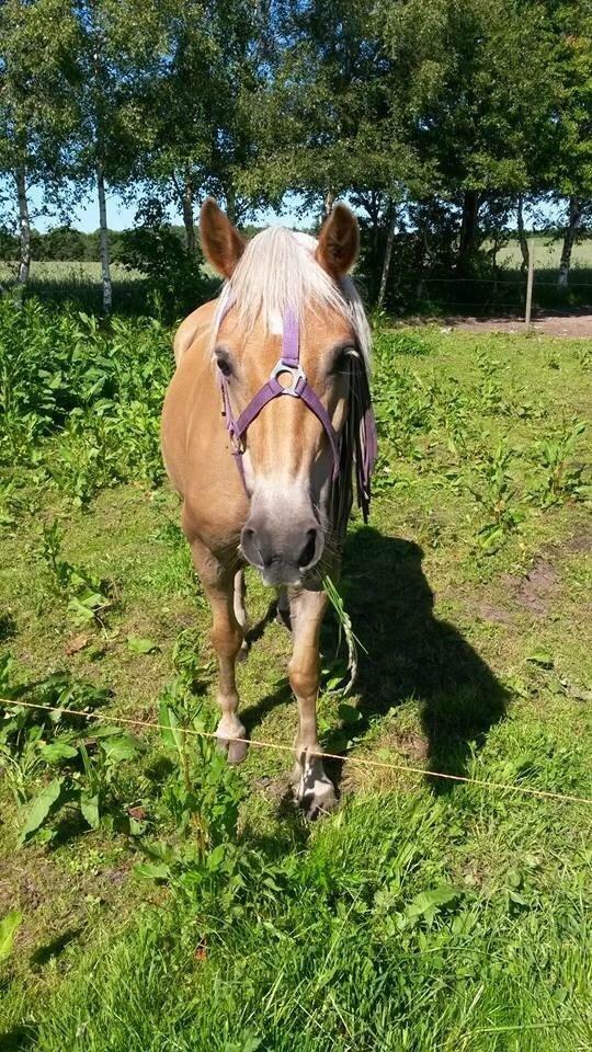 Haflinger Tessie (Tess) billede 12