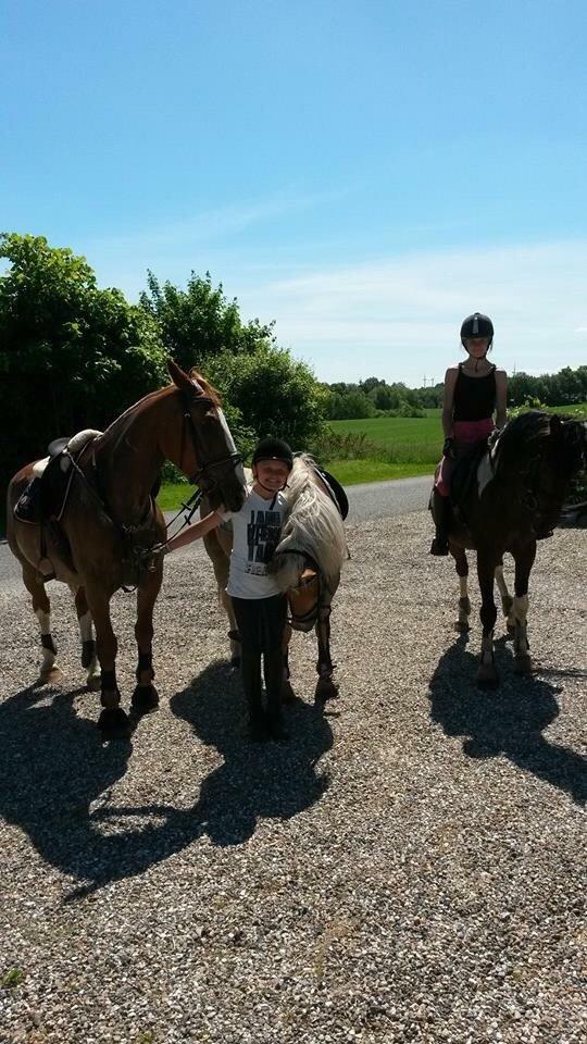 Haflinger Tessie (Tess) billede 13