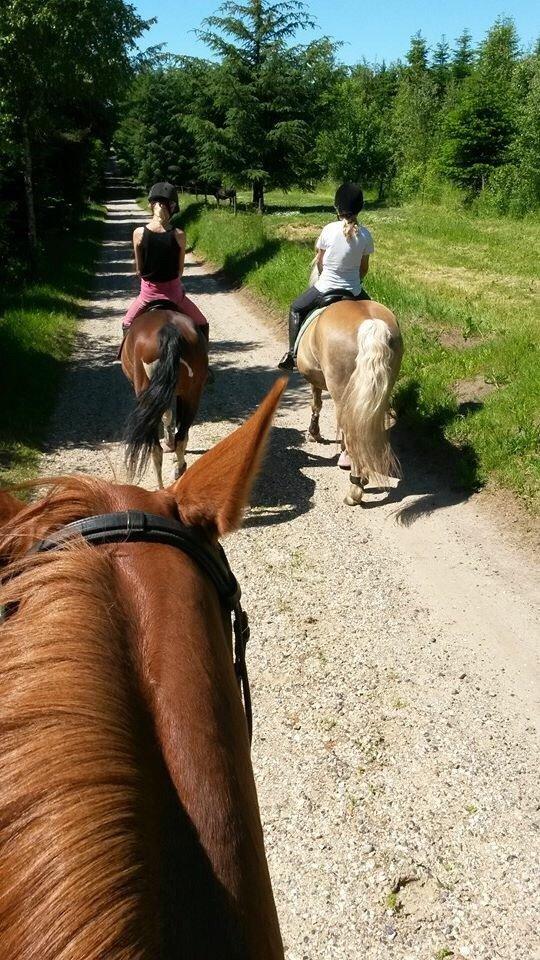 Haflinger Tessie (Tess) billede 14