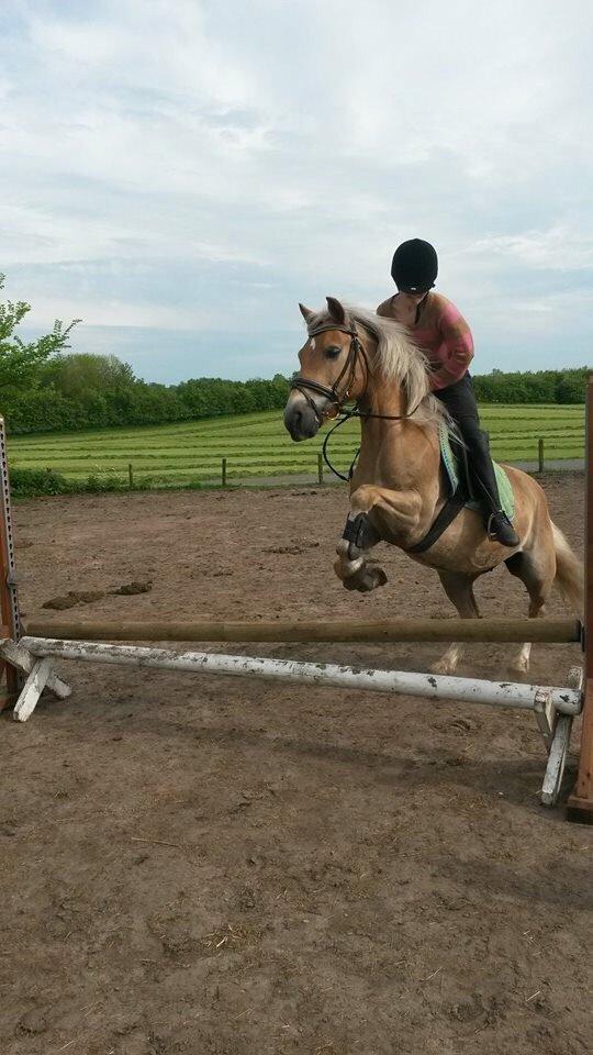 Haflinger Tessie (Tess) billede 15