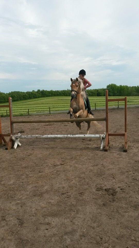 Haflinger Tessie (Tess) billede 16